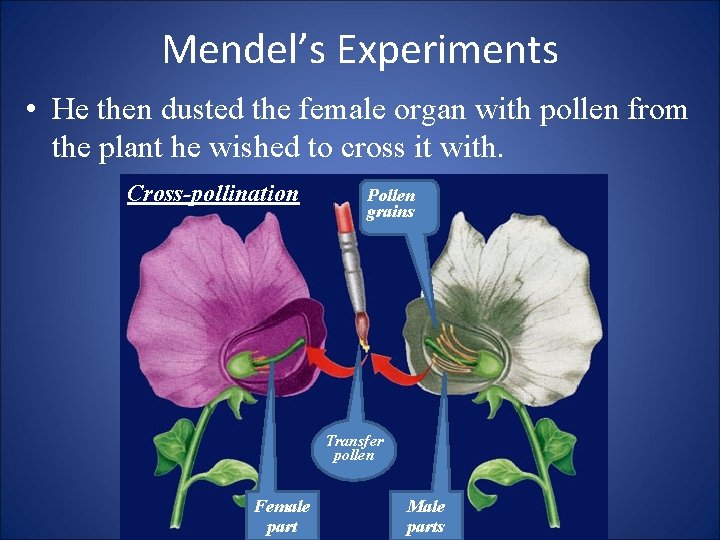 Mendel’s Experiments • He then dusted the female organ with pollen from the plant