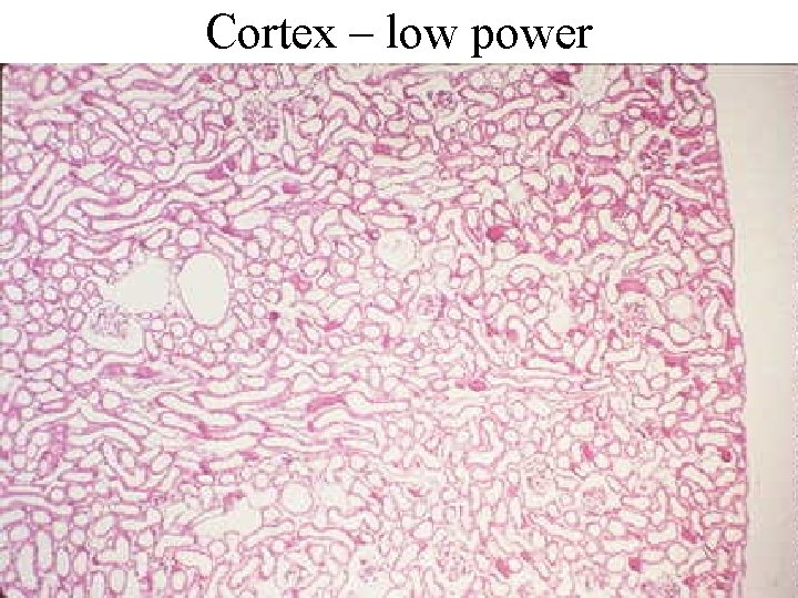 Cortex – low power 