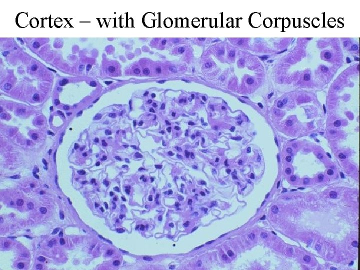 Cortex – with Glomerular Corpuscles 