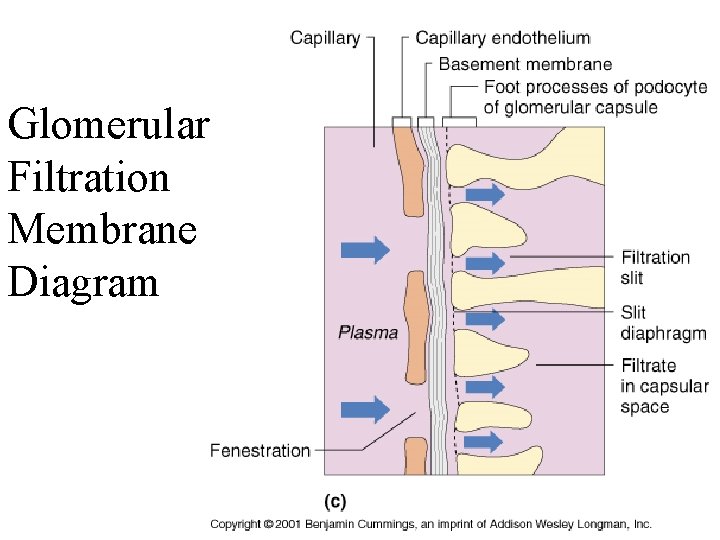 Glomerular Filtration Membrane Diagram 