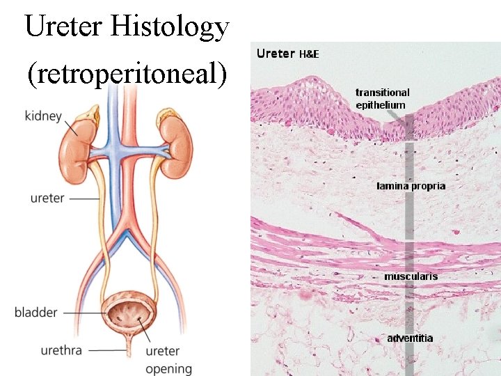 Ureter Histology (retroperitoneal) 