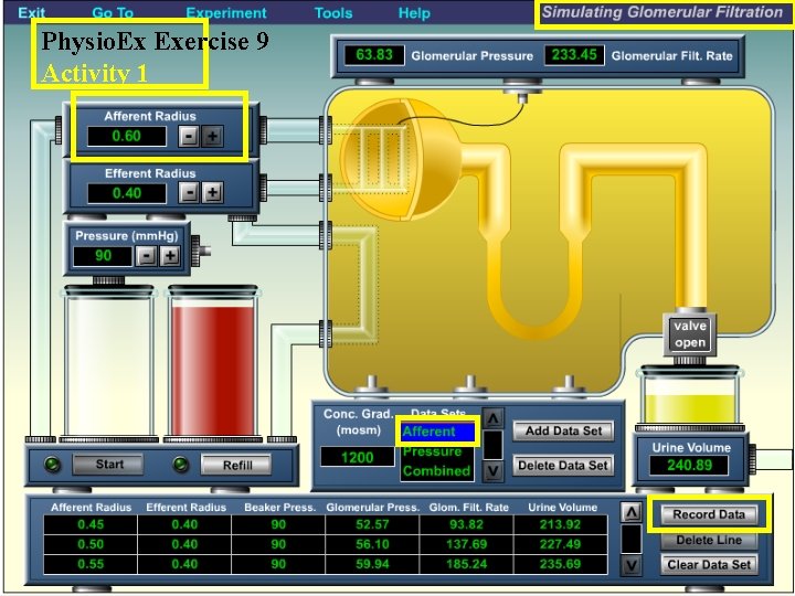 Physio. Ex Exercise 9 Activity 1 