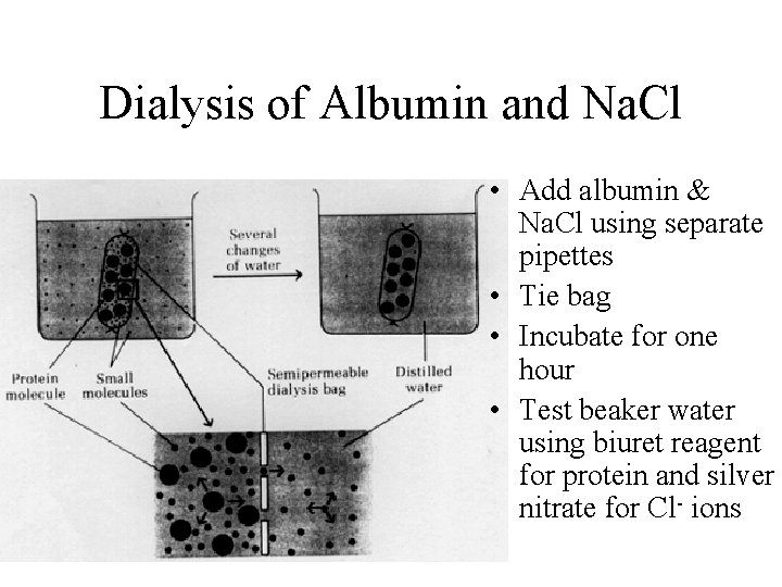 Dialysis of Albumin and Na. Cl • Add albumin & Na. Cl using separate