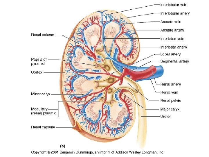 Kidney section 