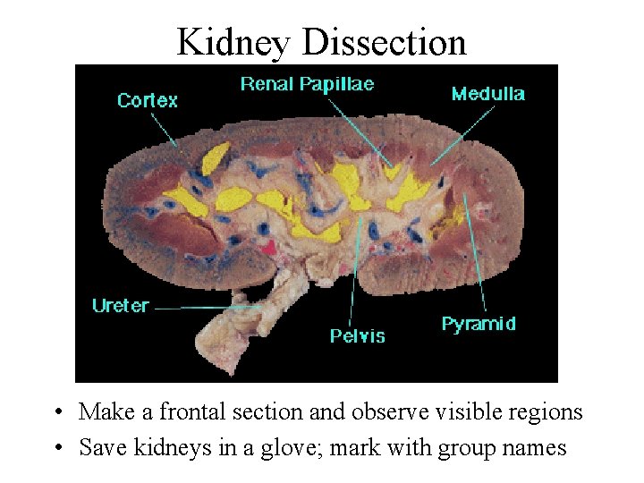 Kidney Dissection • Make a frontal section and observe visible regions • Save kidneys