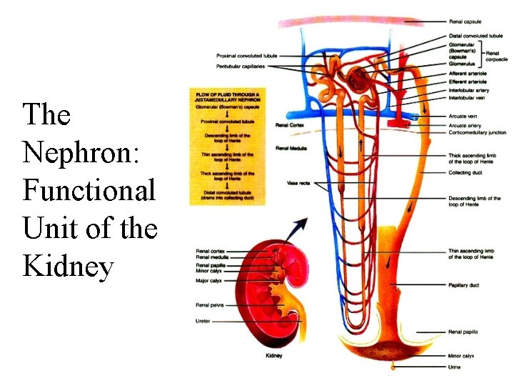 The Nephron: Functional Unit of the Kidney 