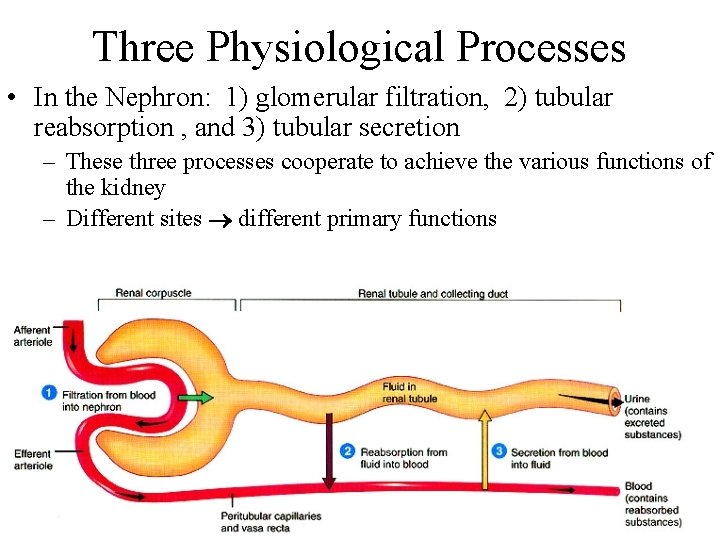 Three Physiological Processes • In the Nephron: 1) glomerular filtration, 2) tubular reabsorption ,
