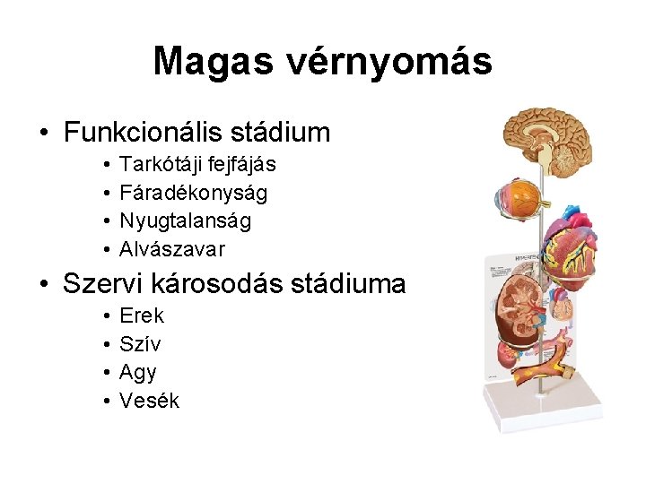 Magas vérnyomás • Funkcionális stádium • • Tarkótáji fejfájás Fáradékonyság Nyugtalanság Alvászavar • Szervi