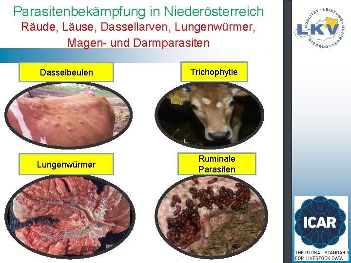Parasitenbekämpfung in Niederösterreich Räude, Läuse, Dassellarven, Lungenwürmer, Magen- und Darmparasiten Dasselbeulen Lungenwürmer Trichophytie Ruminale