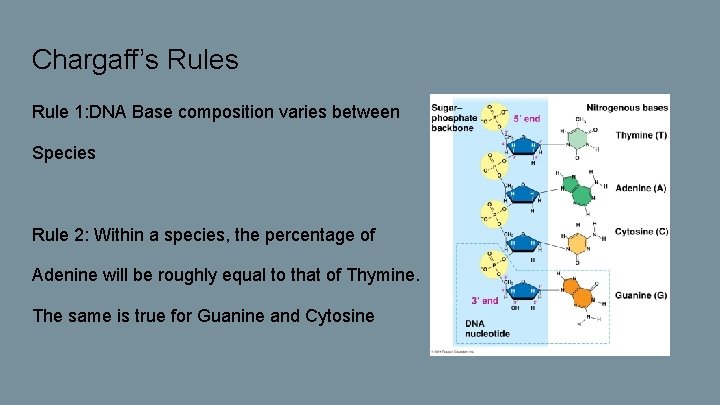Chargaff’s Rule 1: DNA Base composition varies between Species Rule 2: Within a species,