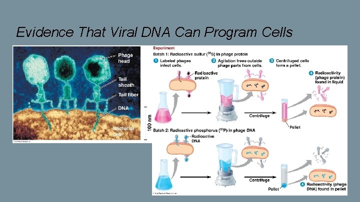 Evidence That Viral DNA Can Program Cells 