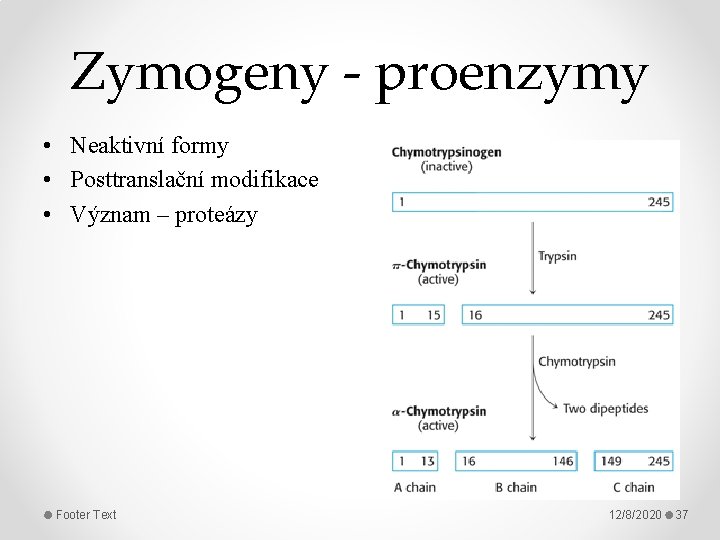 Zymogeny - proenzymy • Neaktivní formy • Posttranslační modifikace • Význam – proteázy Footer