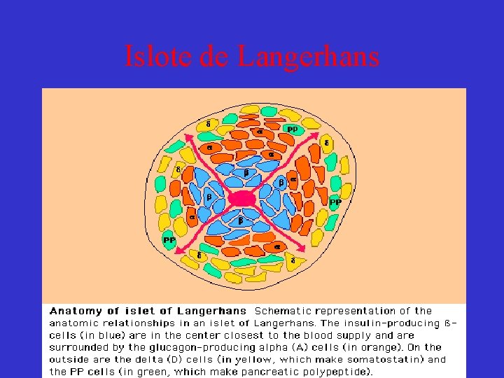 Islote de Langerhans 