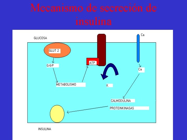 Mecanismo de secreción de insulina 