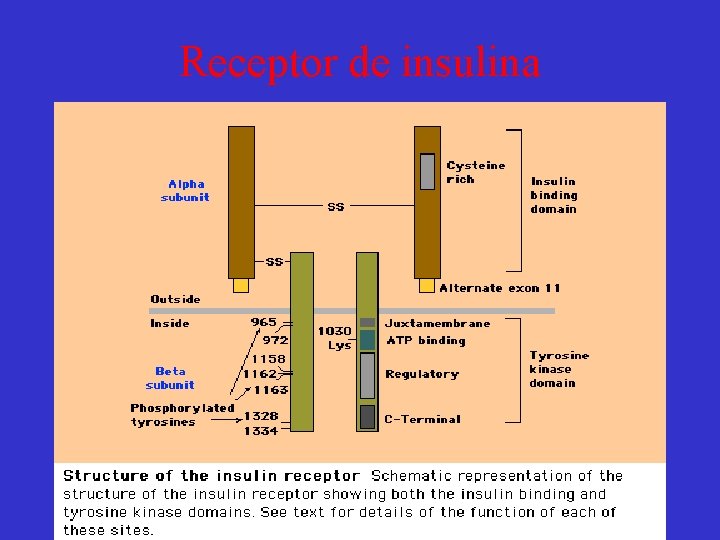 Receptor de insulina 