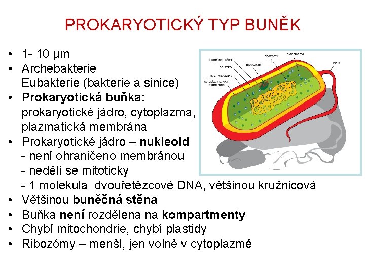 PROKARYOTICKÝ TYP BUNĚK • 1 - 10 µm • Archebakterie Eubakterie (bakterie a sinice)