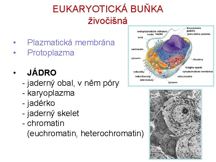 EUKARYOTICKÁ BUŇKA živočišná • • • Plazmatická membrána Protoplazma JÁDRO - jaderný obal, v