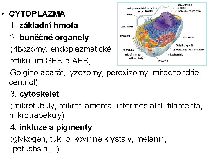  • CYTOPLAZMA 1. základní hmota 2. buněčné organely (ribozómy, endoplazmatické retikulum GER a