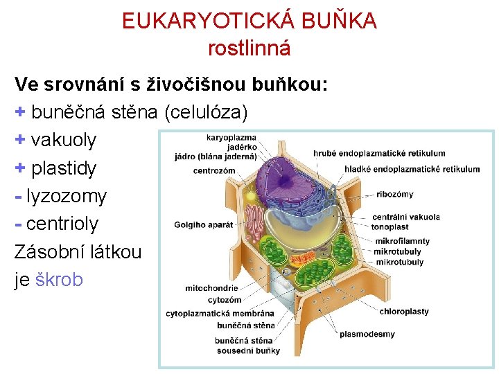 EUKARYOTICKÁ BUŇKA rostlinná Ve srovnání s živočišnou buňkou: + buněčná stěna (celulóza) + vakuoly