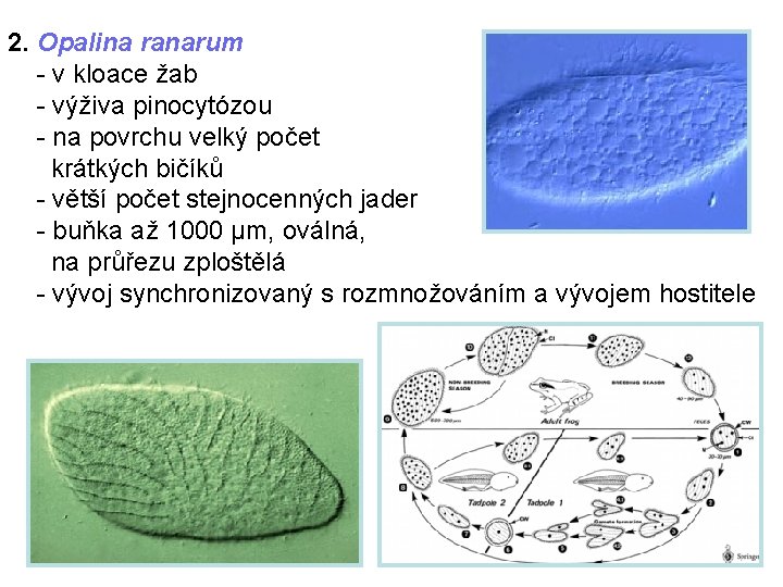 2. Opalina ranarum - v kloace žab - výživa pinocytózou - na povrchu velký