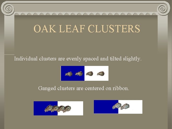 OAK LEAF CLUSTERS Individual clusters are evenly spaced and tilted slightly. Ganged clusters are