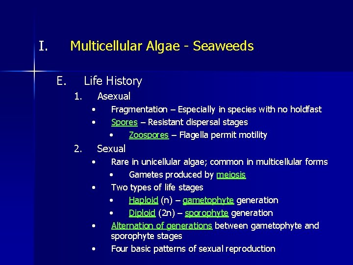 I. Multicellular Algae - Seaweeds E. Life History 1. Asexual • • 2. Fragmentation