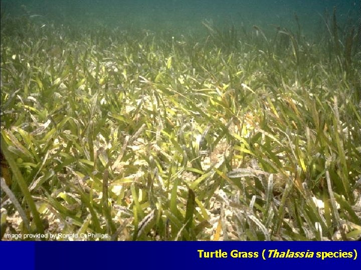 Turtle Grass (Thalassia species) 