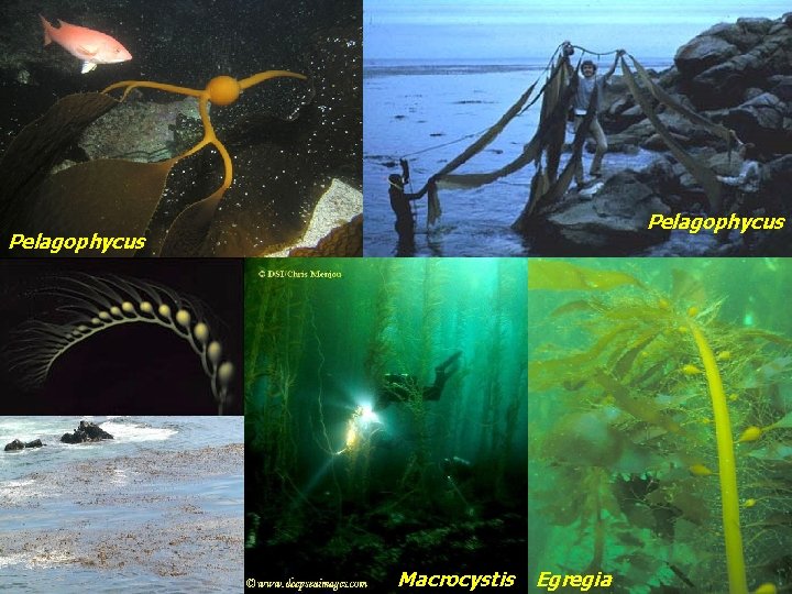 Pelagophycus Macrocystis Egregia 