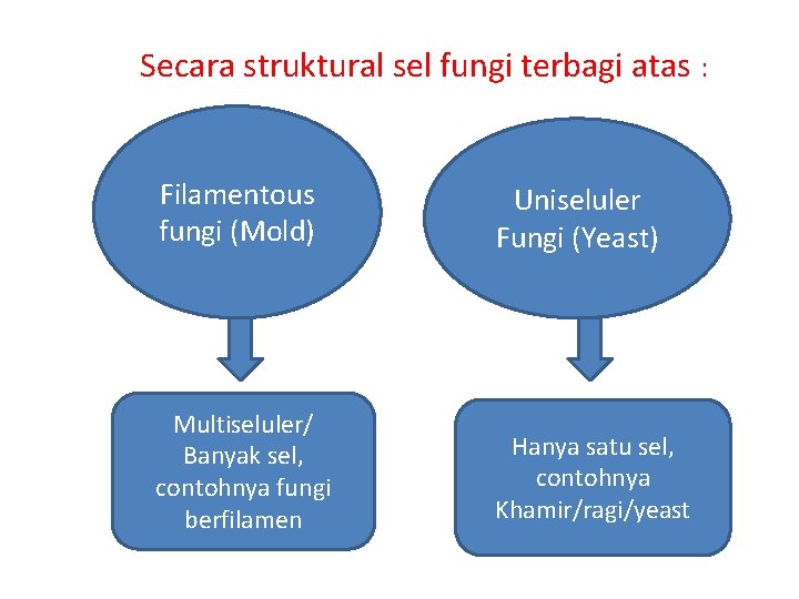 Secara struktural sel fungi terbagi atas : Filamentous fungi (Mold) Uniseluler Fungi (Yeast)