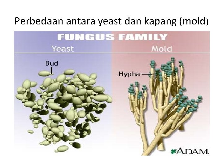Perbedaan antara yeast dan kapang (mold) 
