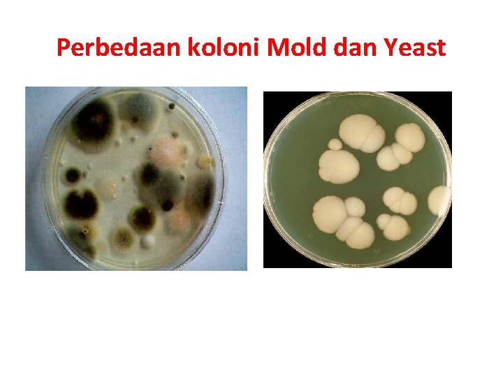 Perbedaan koloni Mold dan Yeast Mold (kapang) Yeast (khamir) 