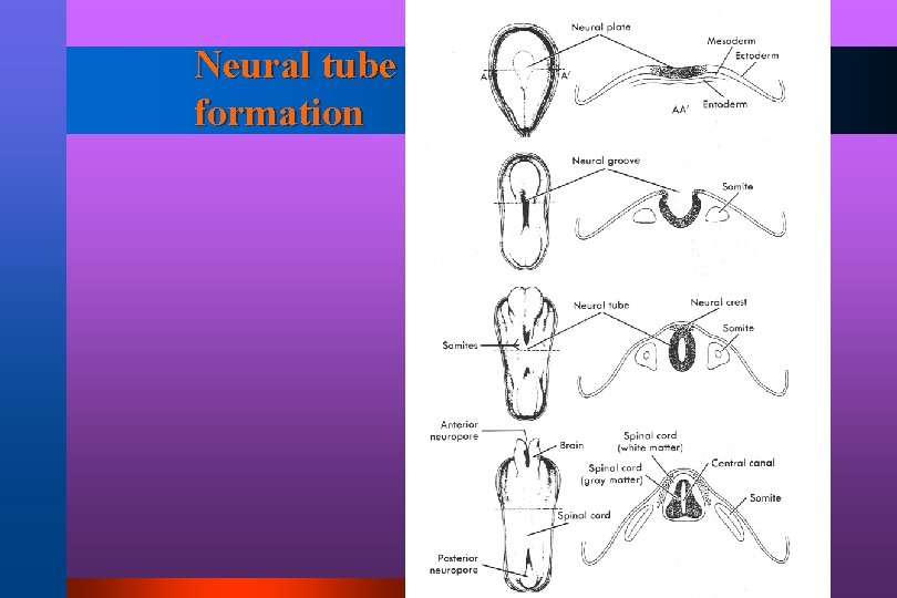 Neural tube formation 