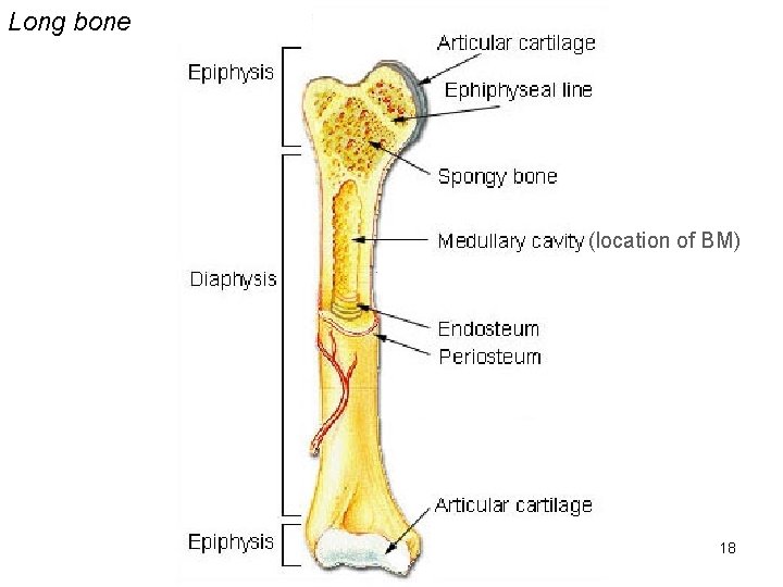 Long bone (location of BM) 18 