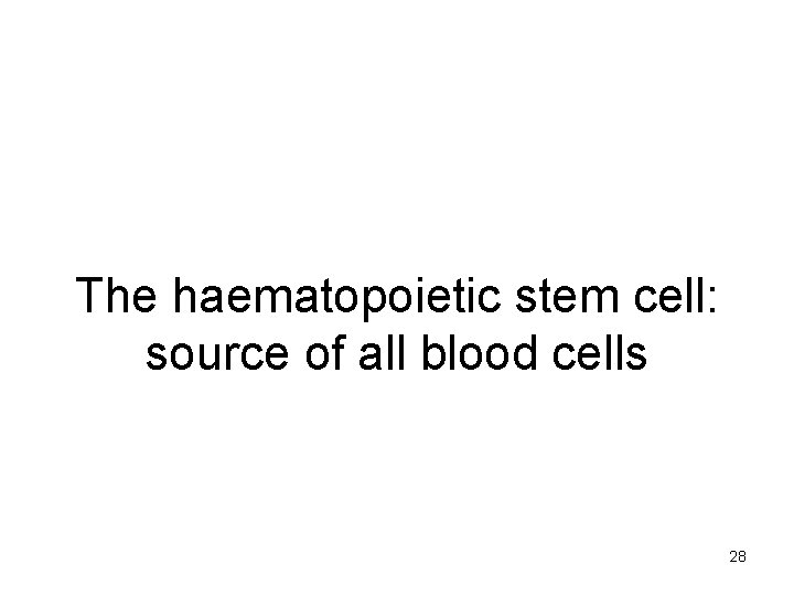 The haematopoietic stem cell: source of all blood cells 28 