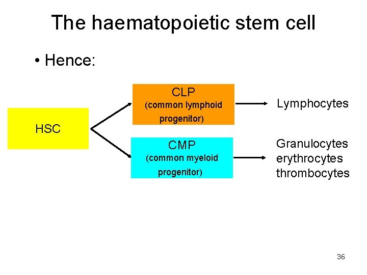 The haematopoietic stem cell • Hence: CLP (common lymphoid HSC Lymphocytes progenitor) CMP (common