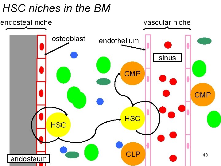 HSC niches in the BM endosteal niche osteoblast vascular niche endothelium sinus CMP HSC