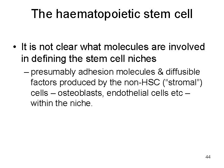 The haematopoietic stem cell • It is not clear what molecules are involved in