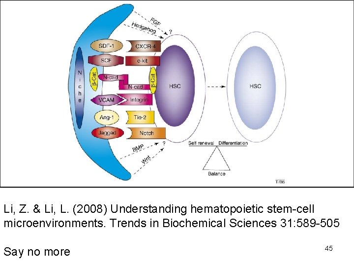 Li, Z. & Li, L. (2008) Understanding hematopoietic stem-cell microenvironments. Trends in Biochemical Sciences