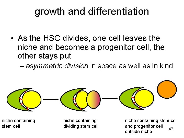growth and differentiation • As the HSC divides, one cell leaves the niche and