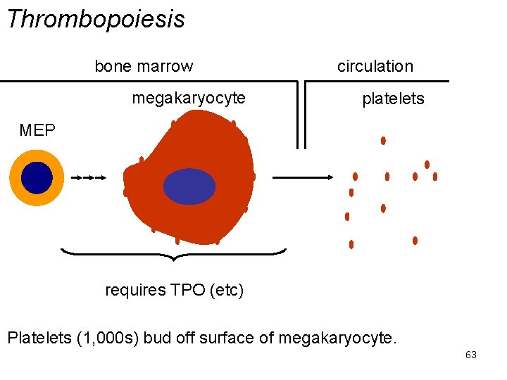 Thrombopoiesis bone marrow megakaryocyte circulation platelets MEP requires TPO (etc) Platelets (1, 000 s)