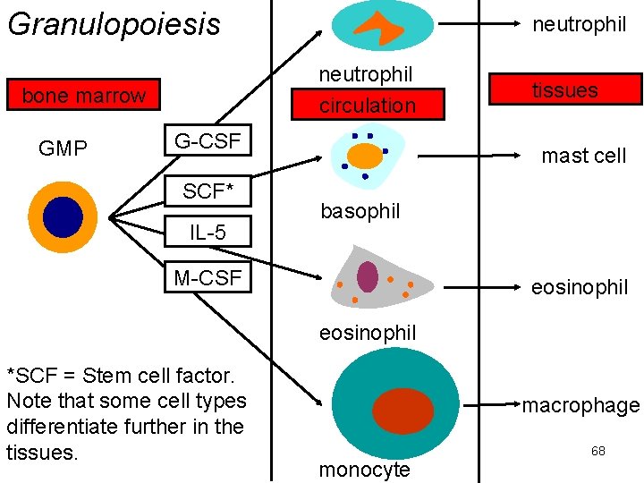 Granulopoiesis neutrophil circulation bone marrow GMP neutrophil G-CSF SCF* IL-5 tissues mast cell basophil