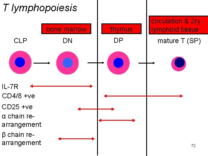 T lymphopoiesis bone marrow CLP DN thymus DP circulation & 2 ry lymphoid tissue