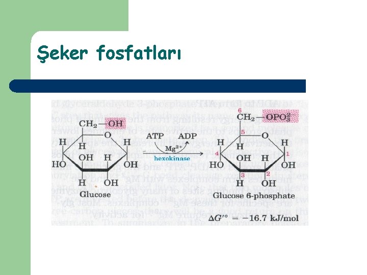 Şeker fosfatları 