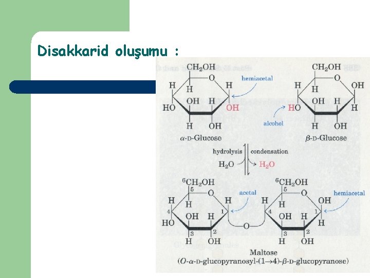 Disakkarid oluşumu : 