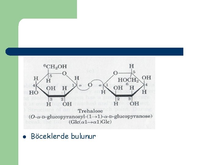 l Böceklerde bulunur 