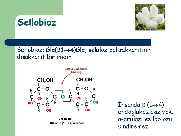 Sellobioz: Glc( 1 4)Glc, selüloz polisakkaritinin disakkarit birimidir. İnsanda (1 4) endoglukozidaz yok. α-amilaz: