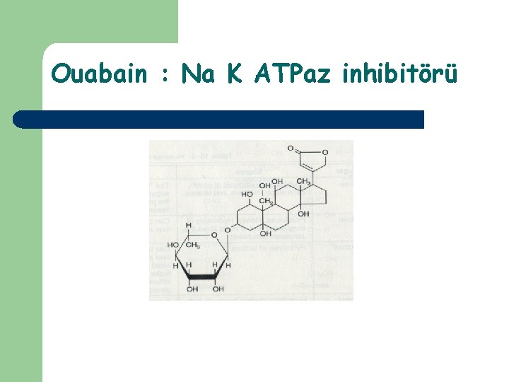 Ouabain : Na K ATPaz inhibitörü 