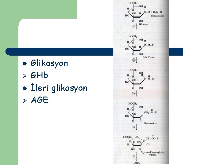 l Ø Glikasyon GHb İleri glikasyon AGE 