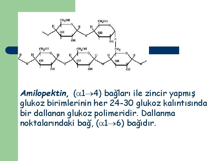 Amilopektin, ( 1 4) bağları ile zincir yapmış glukoz birimlerinin her 24 -30 glukoz