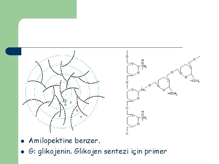 l l Amilopektine benzer. G: glikojenin. Glikojen sentezi için primer 